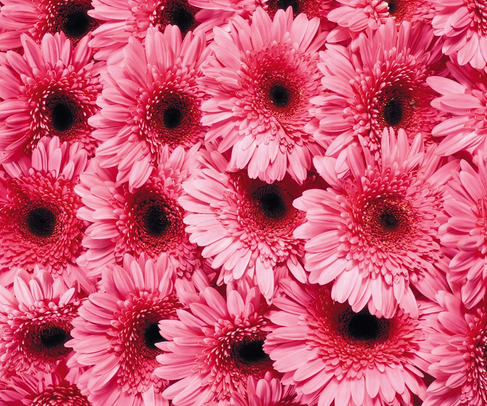 Обои цветы, лепестки, розовые, гербера, flowers, petals, pink, gerbera разрешение 1920x1200 Загрузить