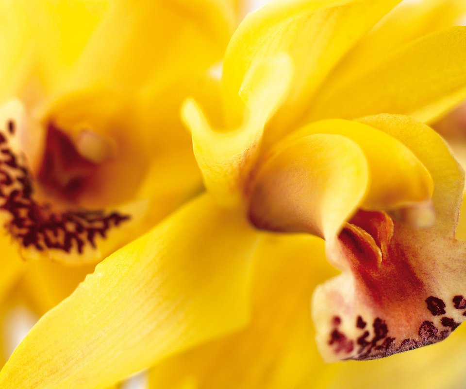 Обои цветы, лепестки, желтые, орхидеи, flowers, petals, yellow, orchids разрешение 1920x1200 Загрузить