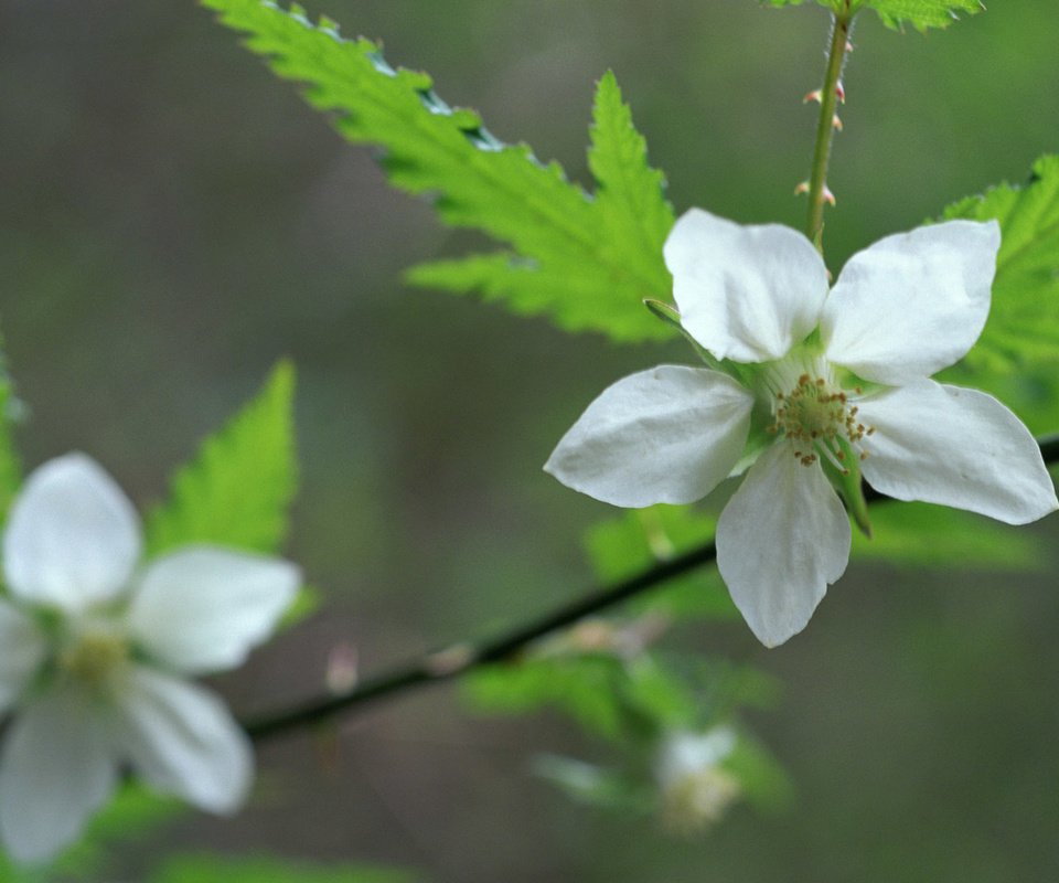 Обои цветы, ветка, цветение, цветок, бутон, весна, flowers, branch, flowering, flower, bud, spring разрешение 1920x1200 Загрузить