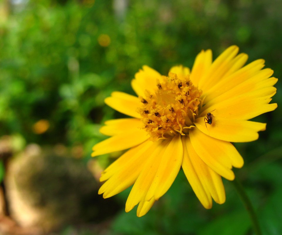 Обои желтый, макро, насекомое, цветок, лето, лепестки, yellow, macro, insect, flower, summer, petals разрешение 1920x1200 Загрузить