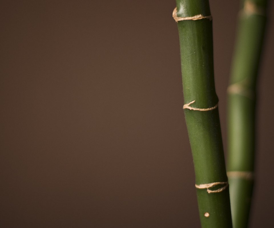 Обои бамбук, bamboo разрешение 1920x1200 Загрузить