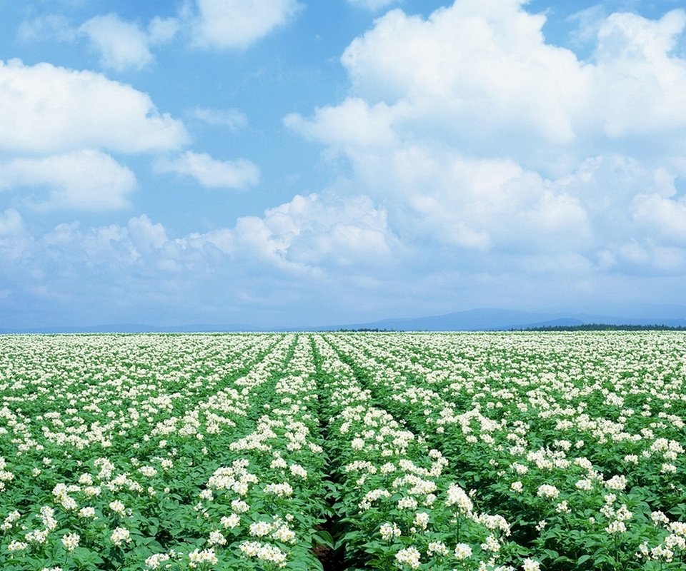 Обои поле, урожай, картошка, картофель, field, harvest, potatoes разрешение 1920x1080 Загрузить