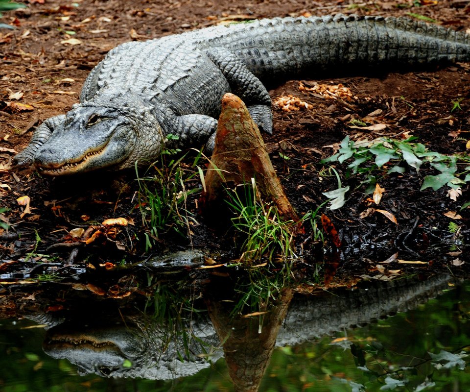 Обои крокодил, crocodile разрешение 2560x1600 Загрузить