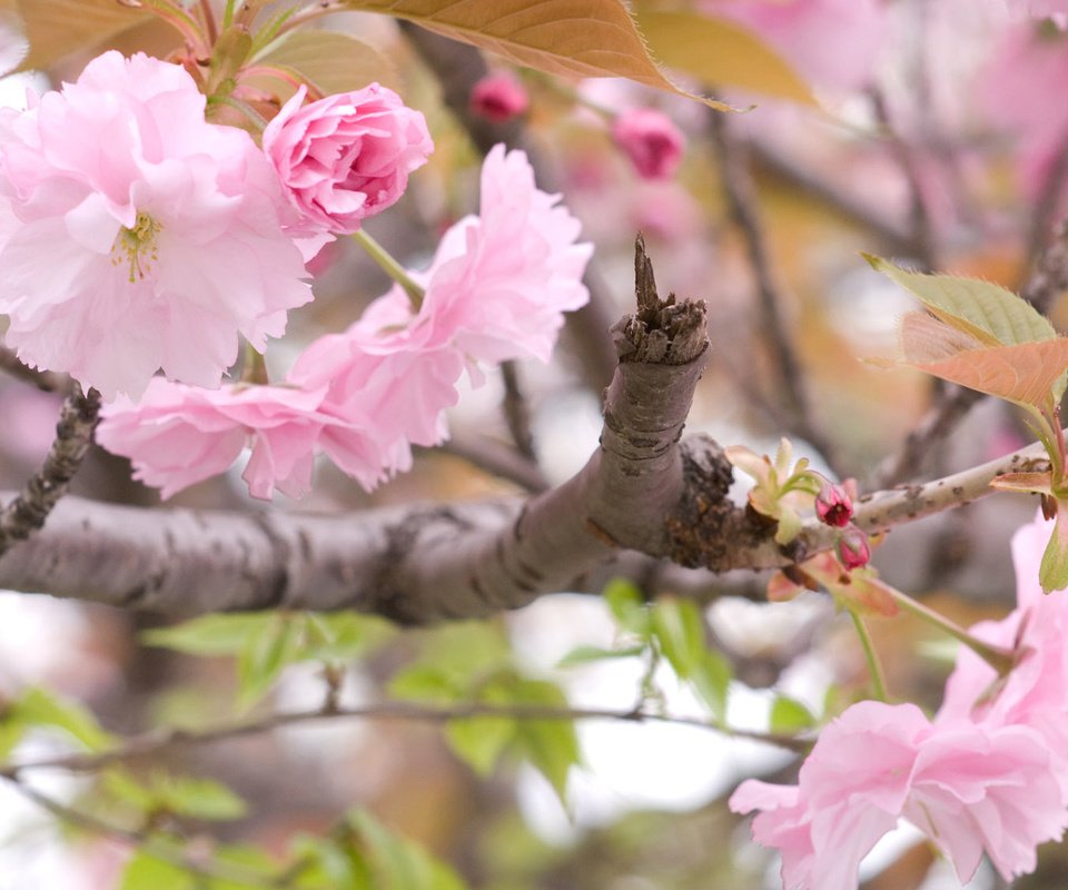 Обои ветка, цветение, весна, сакура, branch, flowering, spring, sakura разрешение 1920x1200 Загрузить