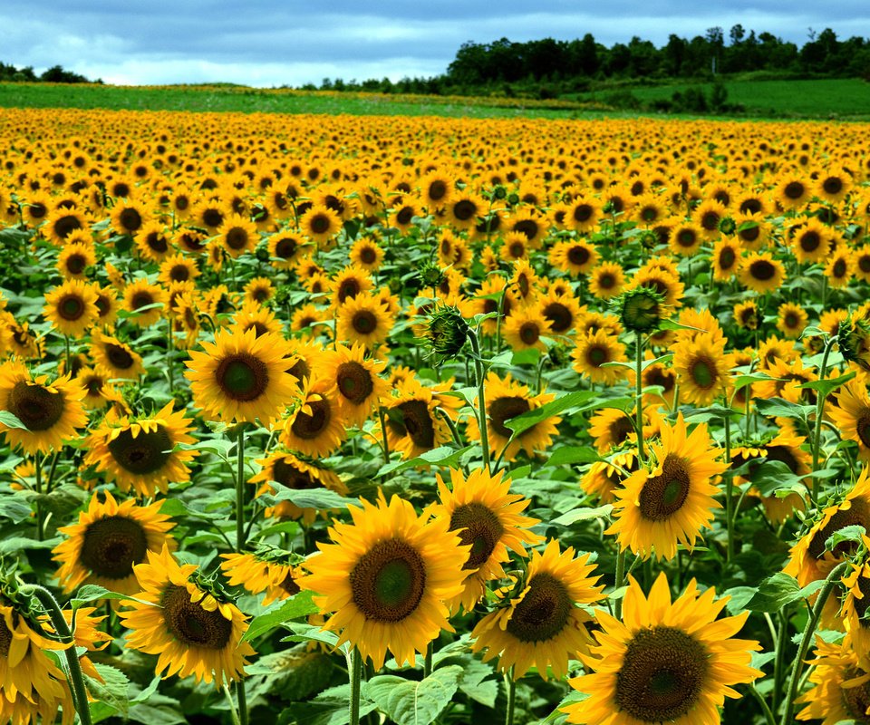 Обои лес, поле, подсолнух, forest, field, sunflower разрешение 1920x1200 Загрузить