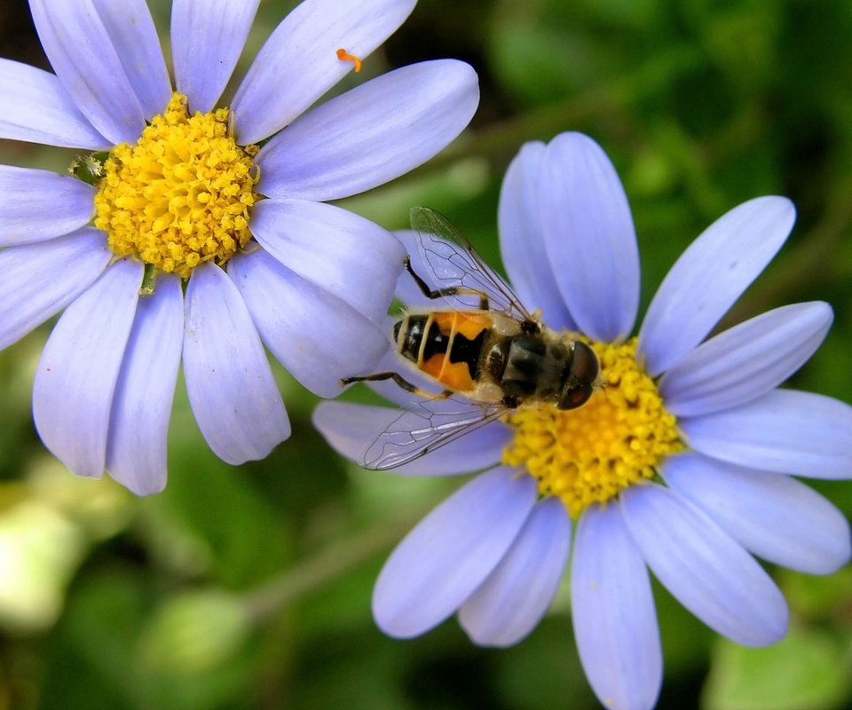 Обои ромашка, пчела, daisy, bee разрешение 1920x1200 Загрузить