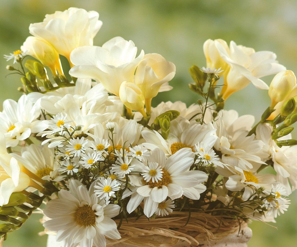Обои ромашка, весна, букет, весенний, daisy, spring, bouquet разрешение 1920x1200 Загрузить