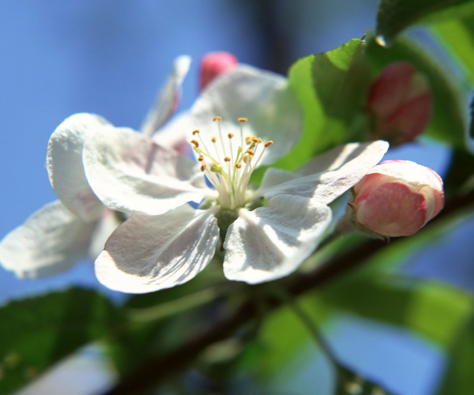 Обои дерево, листья, цветок, лепестки, яблоня, tree, leaves, flower, petals, apple разрешение 1920x1200 Загрузить