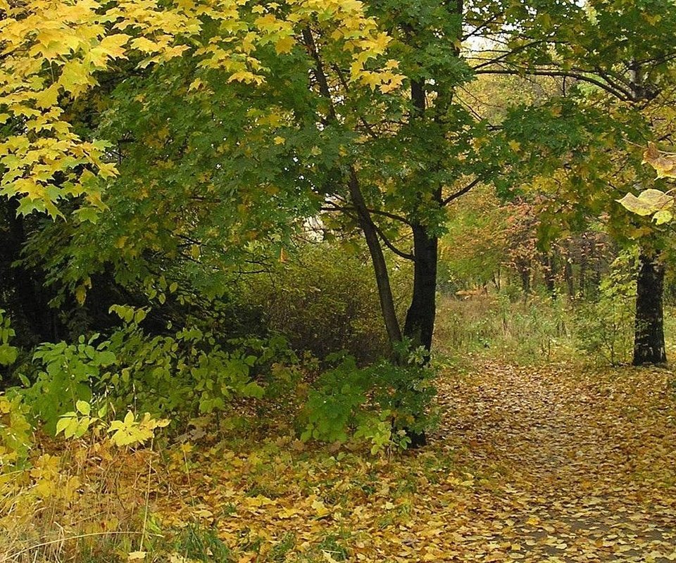 Обои деревья, лес, листья, листва, осень, тропа, trees, forest, leaves, foliage, autumn, trail разрешение 1920x1080 Загрузить