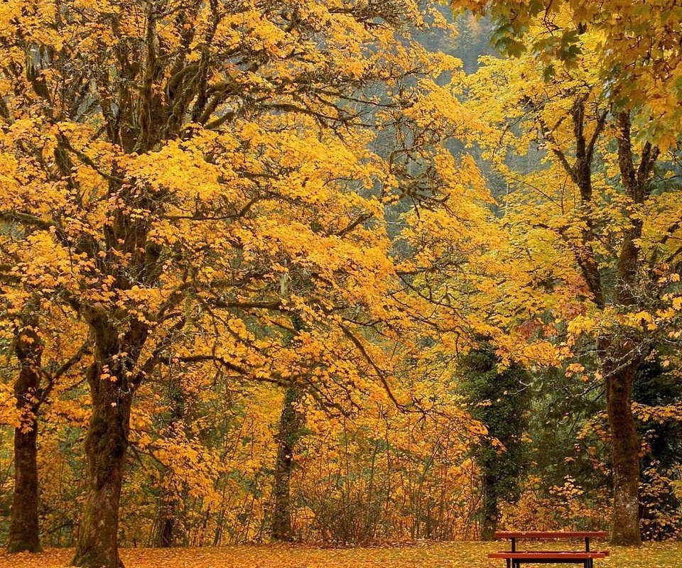 Обои деревья, парк, листва, осень, скамейка, trees, park, foliage, autumn, bench разрешение 1920x1080 Загрузить