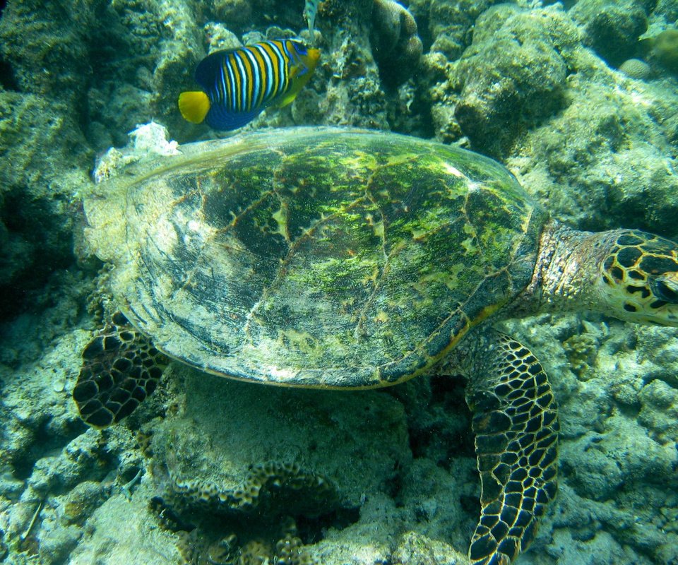 Обои черепаха, подводный мир, морская черепаха, turtle, underwater world, sea turtle разрешение 2272x1704 Загрузить