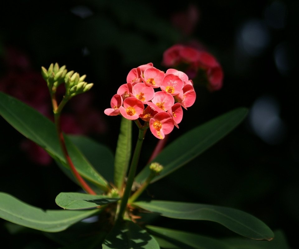 Обои цветы, молочай, молочай миля, flowers, euphorbia разрешение 1920x1200 Загрузить