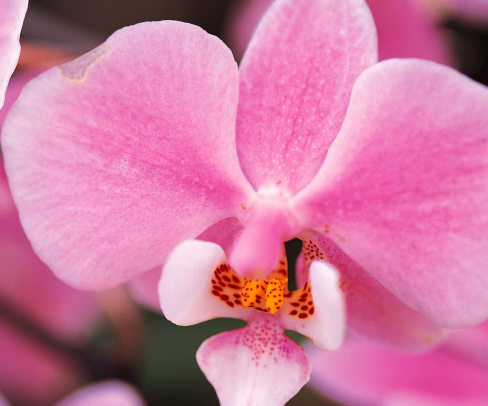 Обои цветы, лепестки, розовые, орхидея, орхидеи, flowers, petals, pink, orchid, orchids разрешение 1920x1200 Загрузить