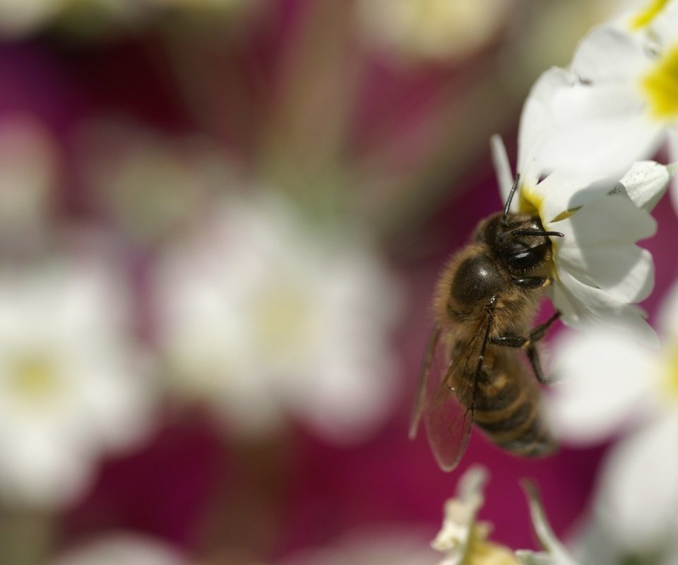 Обои цветы, насекомое, пчела, flowers, insect, bee разрешение 1920x1200 Загрузить