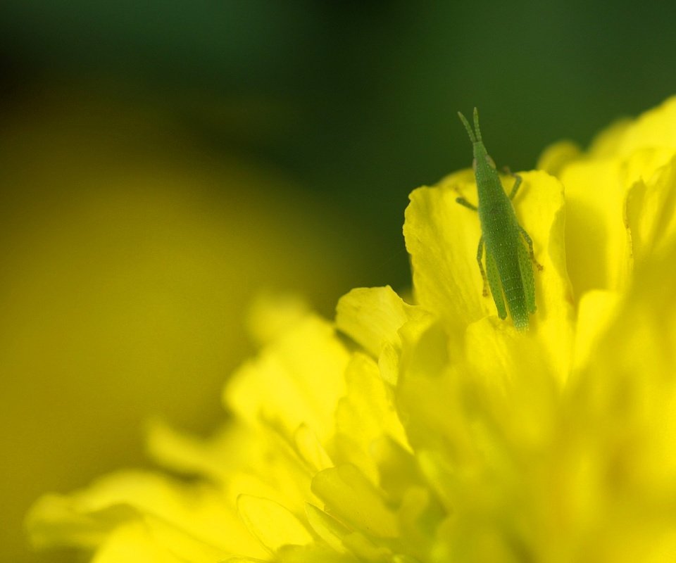 Обои макро, насекомые, одуванчик, кузнечик, macro, insects, dandelion, grasshopper разрешение 1920x1200 Загрузить