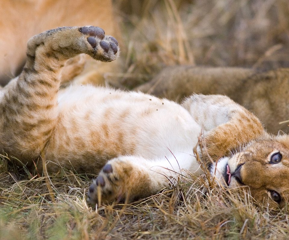 Обои трава, кошка, котенок, леопард, хищник, лев, львёнок, grass, cat, kitty, leopard, predator, leo, lion разрешение 1920x1080 Загрузить