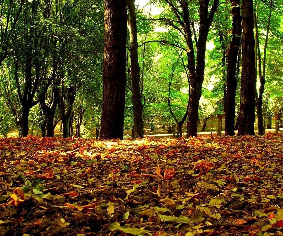 Обои деревья, листья, осень, осенние листья, trees, leaves, autumn, autumn leaves разрешение 1920x1080 Загрузить