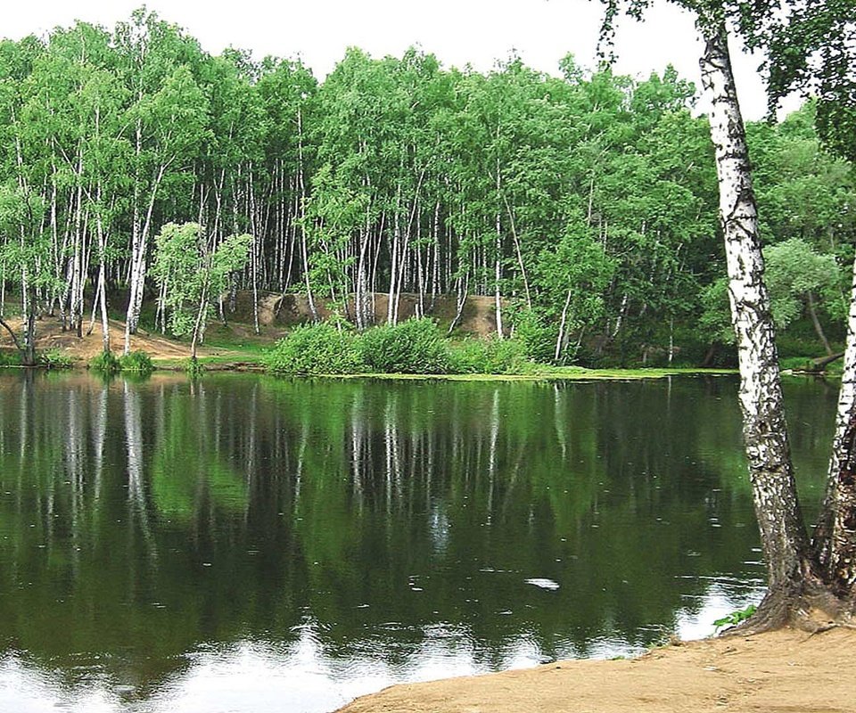 Обои озеро, лес, березы, lake, forest, birch разрешение 1920x1080 Загрузить