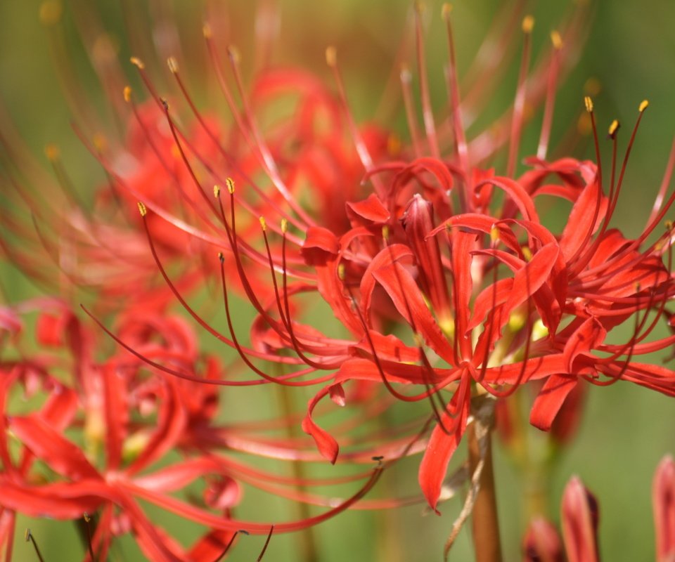 Обои цветы, лилии, лилейники, ликорис лучистый, ликорис, flowers, lily, the daylilies, he lost his parents, radiant, he lost his parents, разрешение 1920x1200 Загрузить