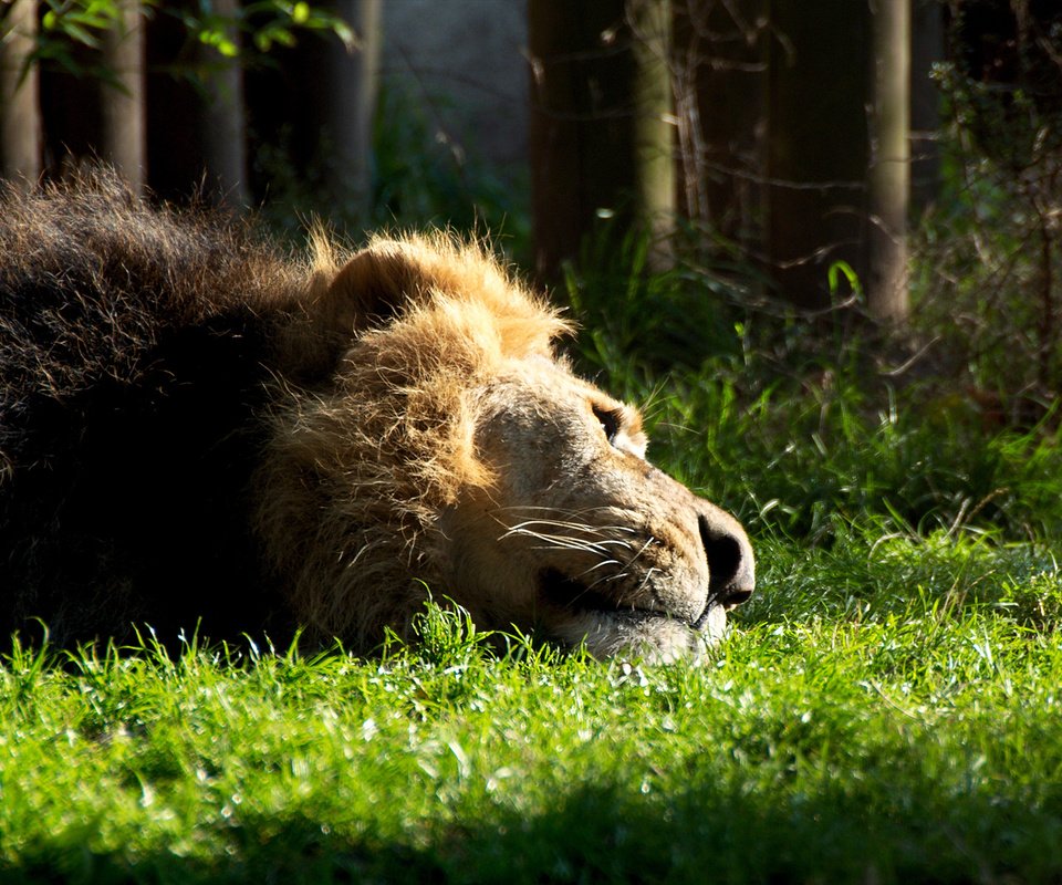 Обои трава, кошка, лежит, отдыхает, лев, зверь, грива, львёнок, grass, cat, lies, resting, leo, beast, mane, lion разрешение 1920x1200 Загрузить
