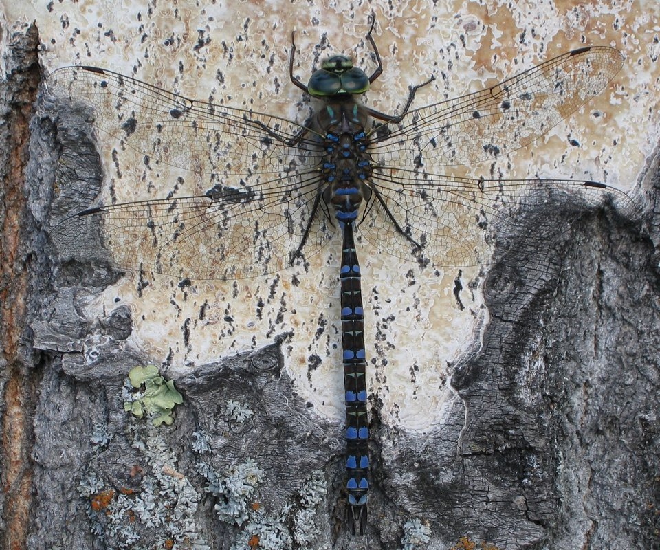 Обои дерево, насекомое, крылья, стрекоза, кора, tree, insect, wings, dragonfly, bark разрешение 2560x1600 Загрузить