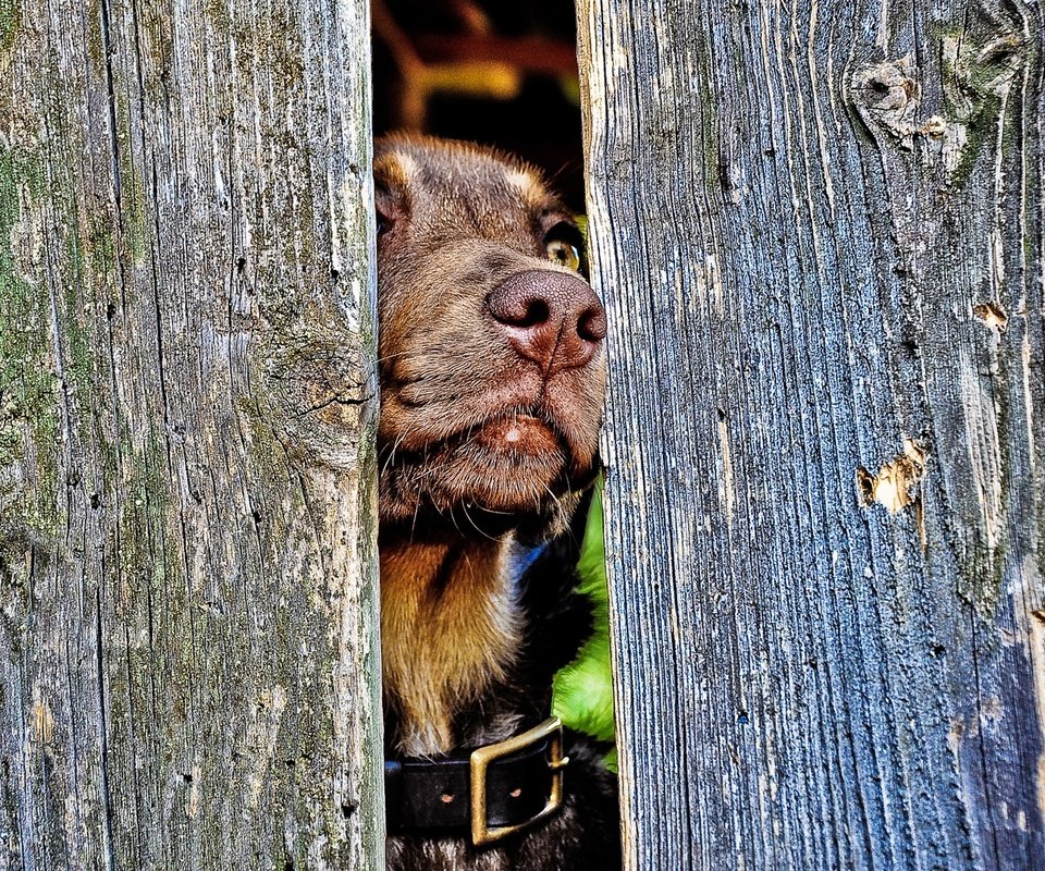 Обои забор, собака, ошейник, пес, нос, the fence, dog, collar, nose разрешение 1920x1200 Загрузить