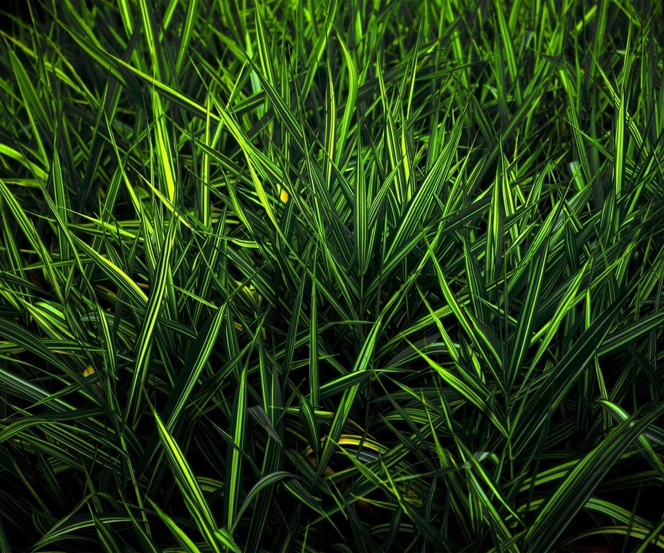 Обои трава, зелень, цвет, grass, greens, color разрешение 2560x1600 Загрузить