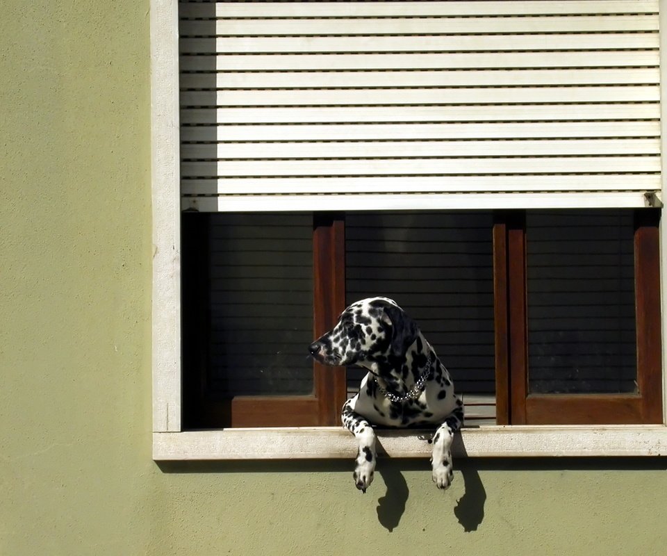 Обои собака, далматин, окно, жалюзи, dog, dalmatian, window, blinds разрешение 1920x1205 Загрузить
