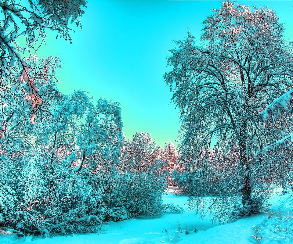 Обои снег, лес, зима, snow, forest, winter разрешение 2560x1600 Загрузить