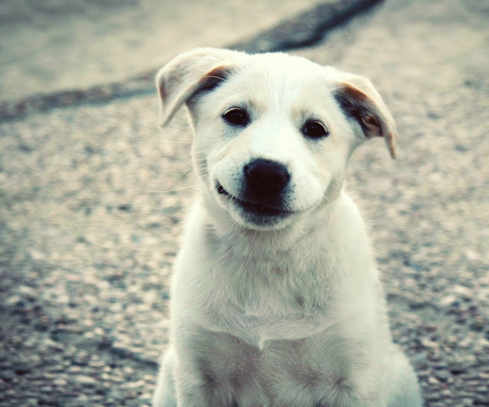 Обои улыбка, белый, собака, щенок, лабрадор, милый, smile, white, dog, puppy, labrador, cute разрешение 1920x1200 Загрузить