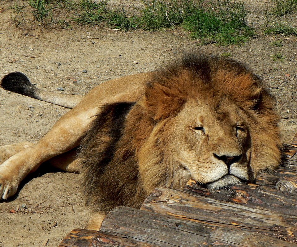 Обои спит, хищник, большая кошка, лев, грива, лежа, sleeping, predator, big cat, leo, mane, lying разрешение 1920x1200 Загрузить