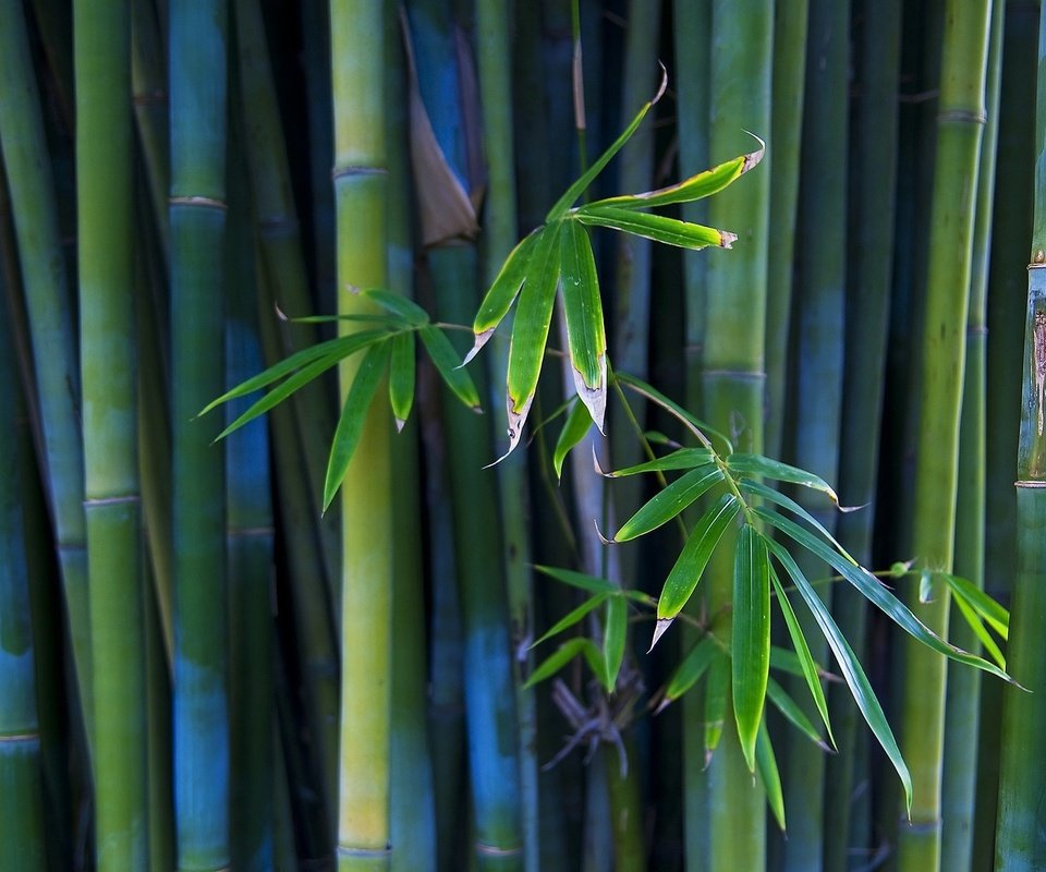 Обои бамбук, стебли, bamboo, stems разрешение 1920x1080 Загрузить