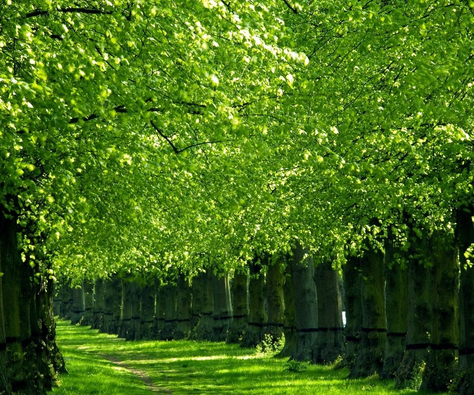 Обои деревья, природа, зелень, весна, аллея, trees, nature, greens, spring, alley разрешение 1920x1200 Загрузить