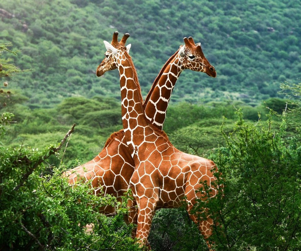 Обои зелень, жирафы, greens, giraffes разрешение 1920x1200 Загрузить