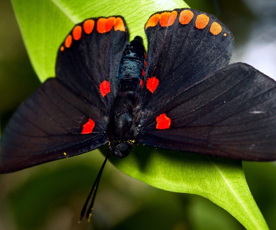 Обои насекомое, листва, бабочка, крылья, черная, большая, insect, foliage, butterfly, wings, black, large разрешение 1920x1080 Загрузить