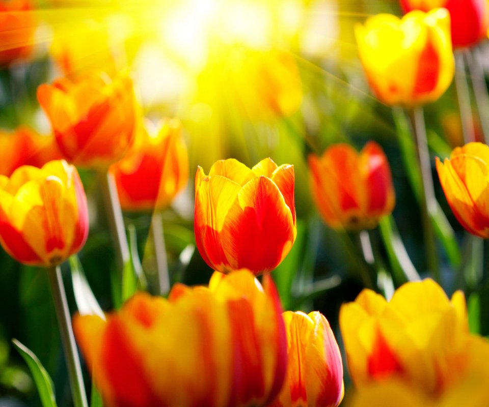 Обои цветы, парки, солнце, светл, природа, весенние обои, фото, лучи, сад, весна, тюльпаны, flowers, parks, the sun, light, nature, spring wallpaper, photo, rays, garden, spring, tulips разрешение 2560x1600 Загрузить