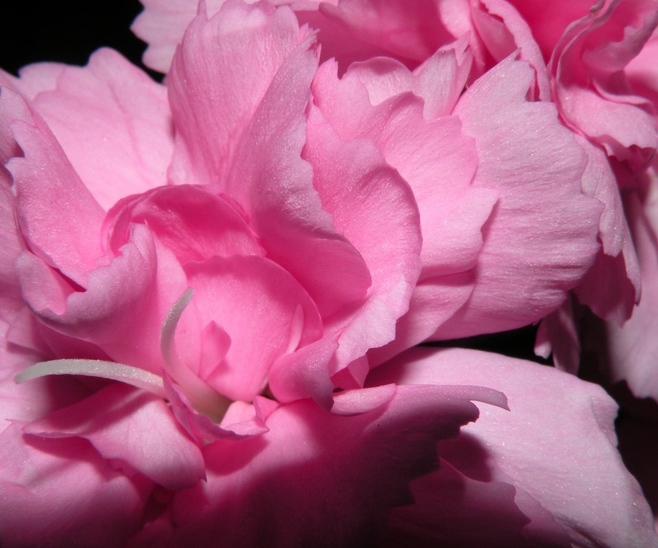 Обои цветы, лепестки, розовые, пионы, flowers, petals, pink, peonies разрешение 2560x1600 Загрузить