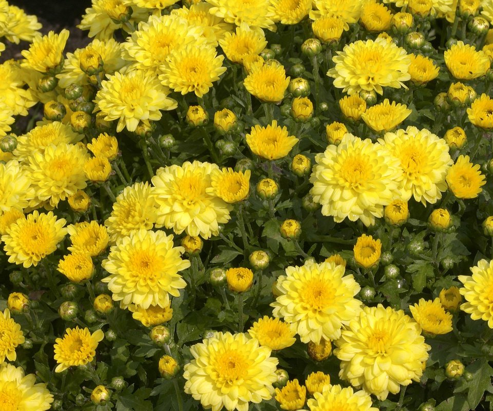 Обои цветы, хризантемы, flowers, chrysanthemum разрешение 2560x1600 Загрузить