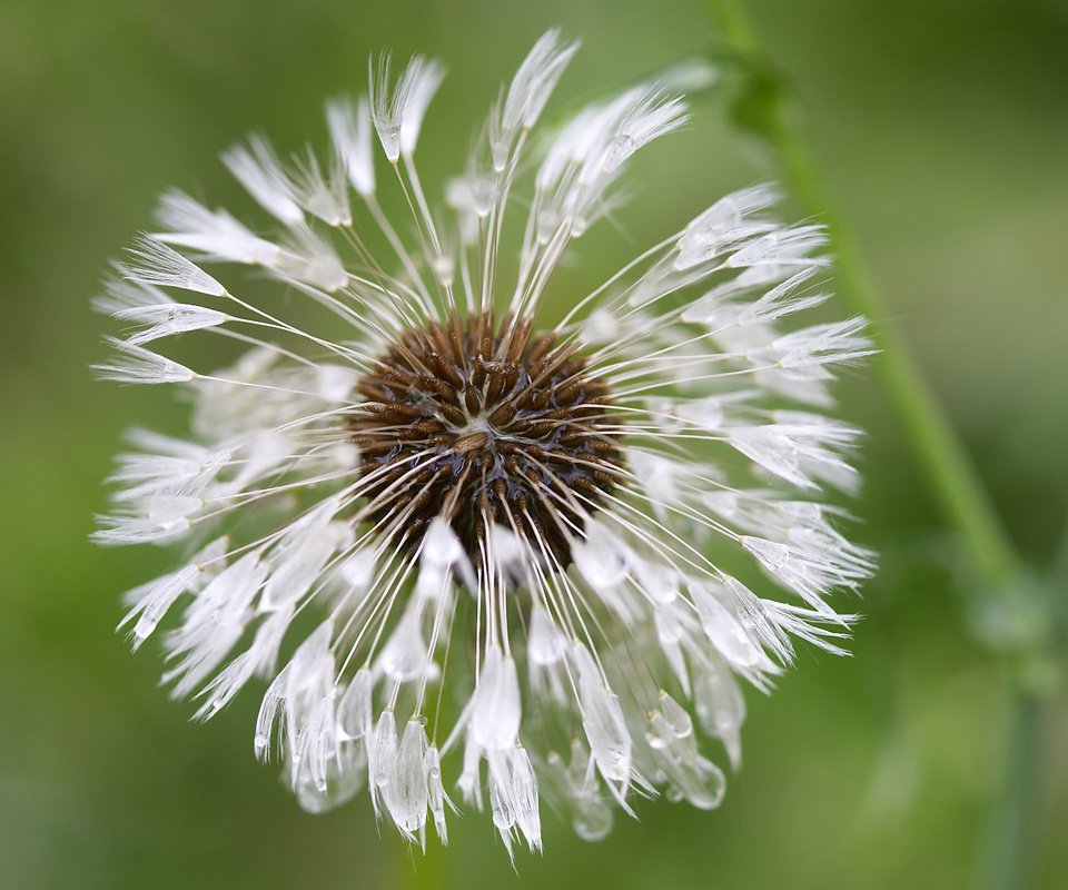 Обои цветок, капли, одуванчик, пушинки, былинки, flower, drops, dandelion, fuzzes, blade разрешение 2560x1600 Загрузить