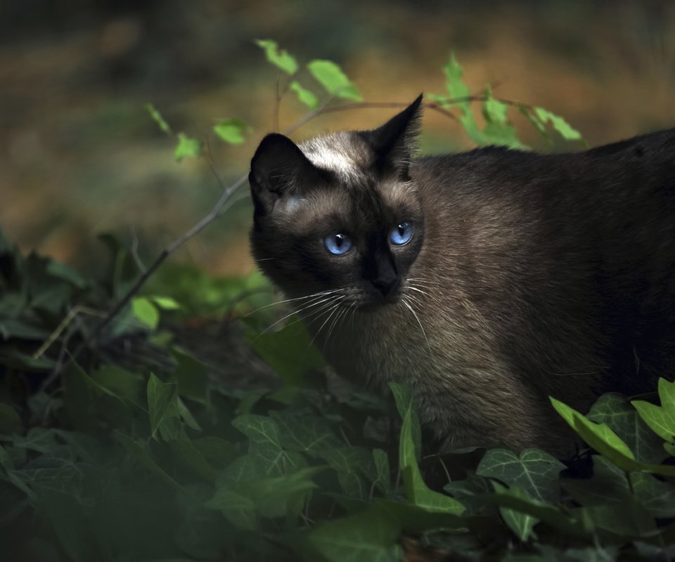 Обои трава, кот, сиамский, голубоглазый, grass, cat, siamese, blue-eyed разрешение 1920x1200 Загрузить