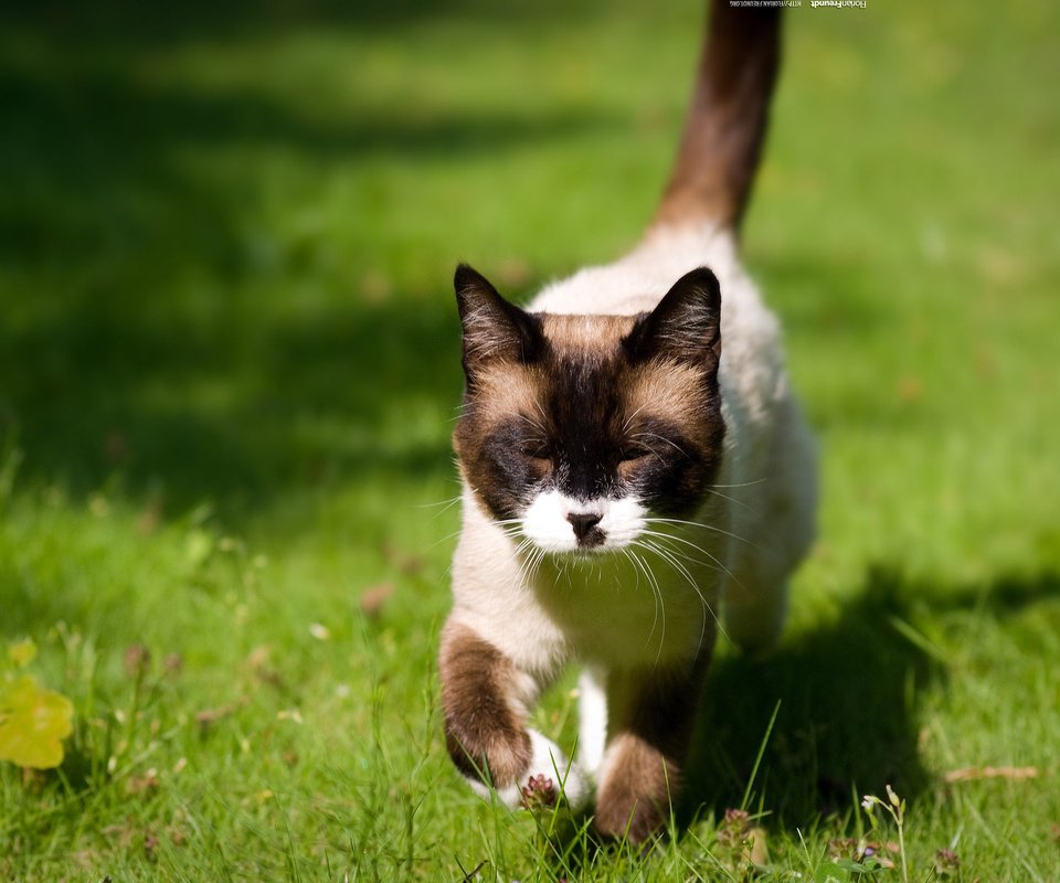 Обои глаза, трава, кошка, взгляд, eyes, grass, cat, look разрешение 2560x1600 Загрузить