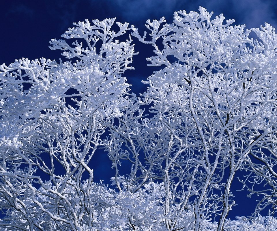 Обои небо, дерево, зима, ветки, иней, синий фон, the sky, tree, winter, branches, frost, blue background разрешение 1920x1200 Загрузить