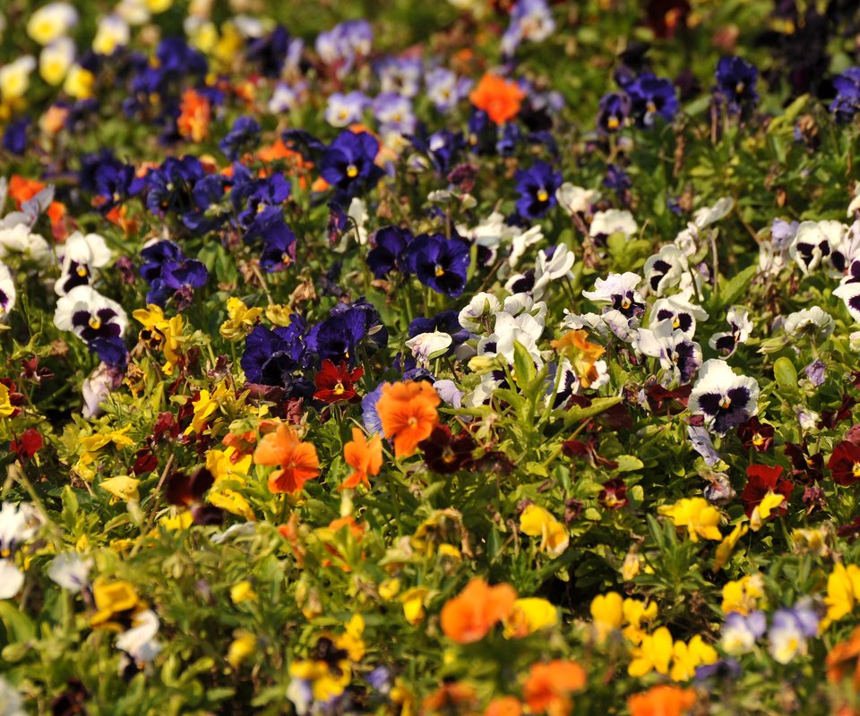 Обои цветы, разноцветные, анютины глазки, flowers, colorful, pansy разрешение 2560x1600 Загрузить