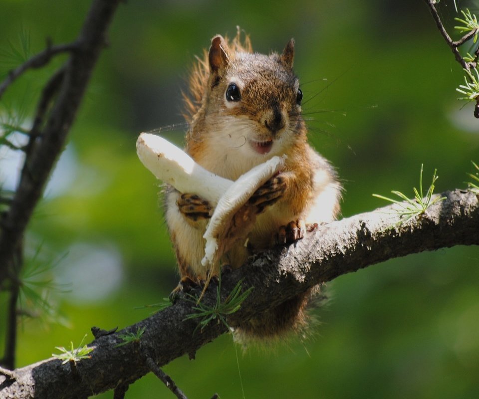 Обои ветка, дерево, еда, гриб, белка, белочка, branch, tree, food, mushroom, protein, squirrel разрешение 2560x1600 Загрузить