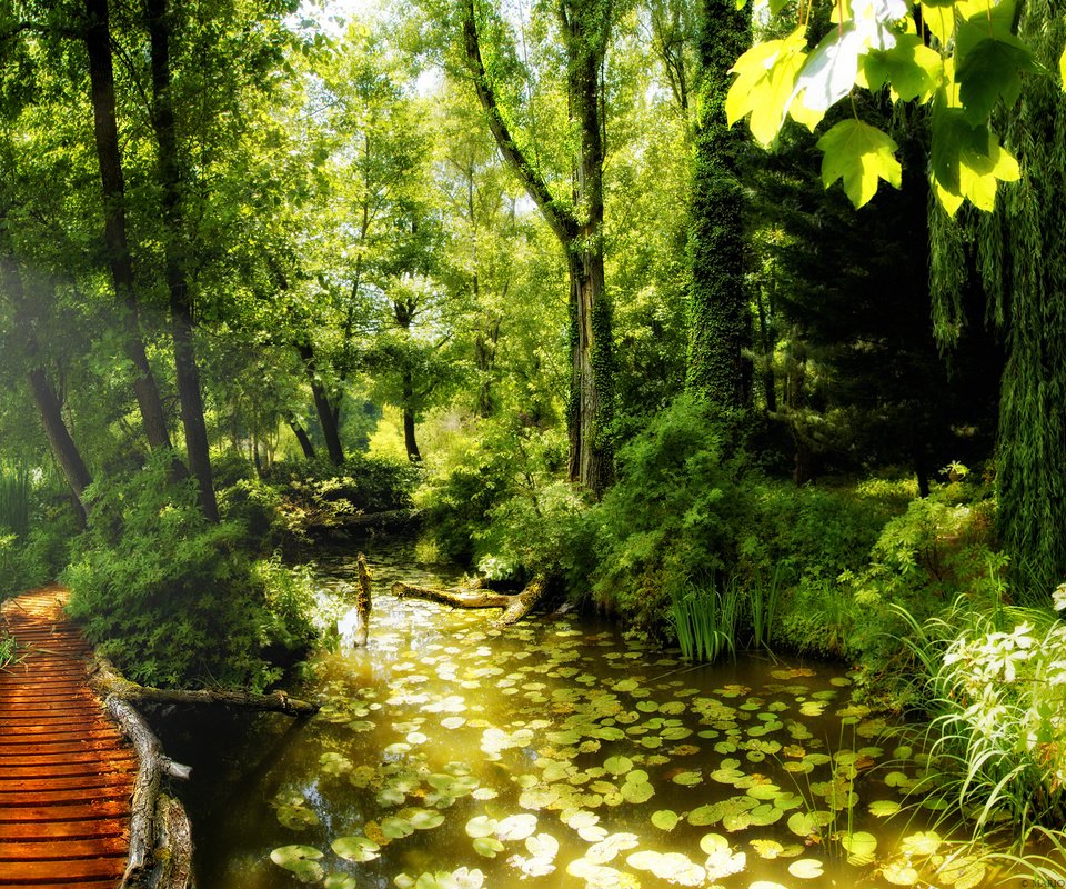 Обои лес, лучи, тропинка, пруд, солнца, forest, rays, path, pond, the sun разрешение 1920x1200 Загрузить