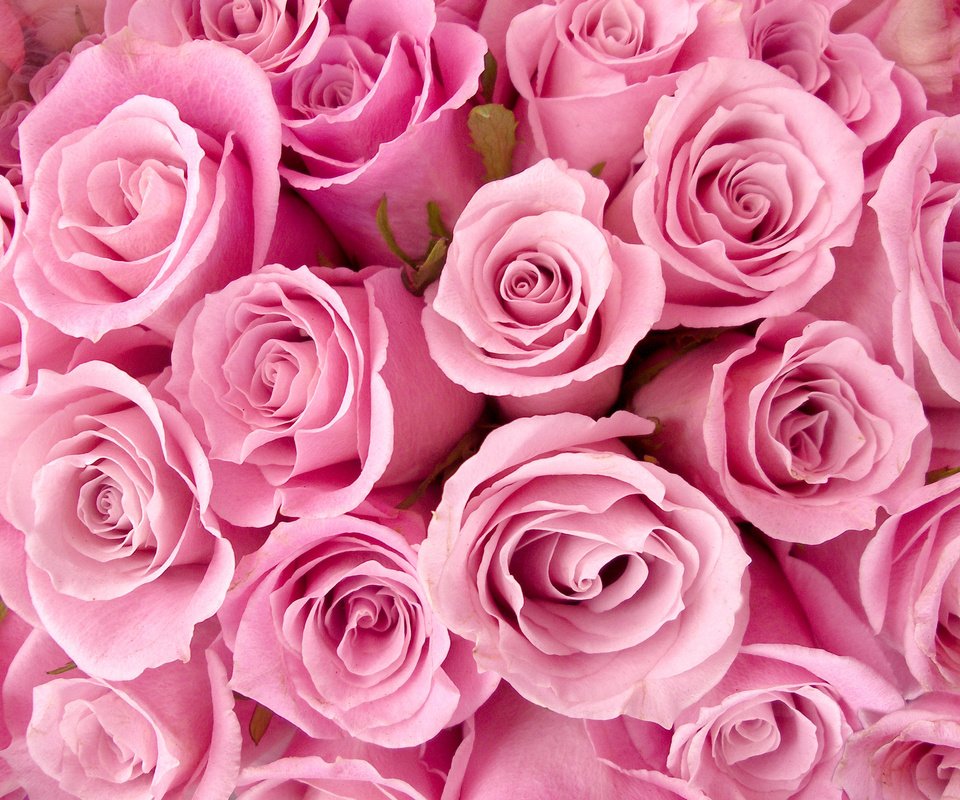 Обои цветы, розы, букет, розовый, cvety, rozy, buket, flowers, roses, bouquet, pink разрешение 3056x2296 Загрузить