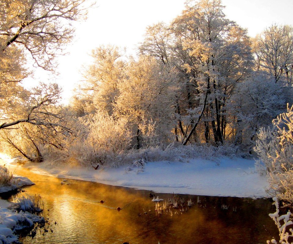 Обои деревья, солнце, снег, лес, зима, речка, в инее, trees, the sun, snow, forest, winter, river, in frost разрешение 1920x1080 Загрузить