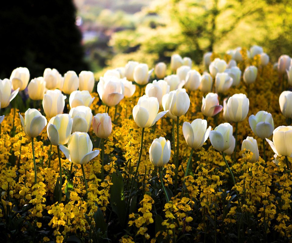 Обои тюльпаны, свет, белые, цветы, желтые, солнце, цвета, сквер, парк, клумба, блики, размытость, весна, tulips, light, white, flowers, yellow, the sun, color, square, park, flowerbed, glare, blur, spring разрешение 1920x1080 Загрузить