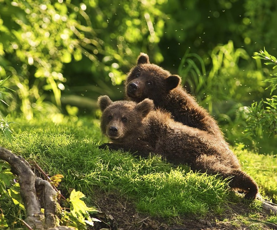 Обои лес, животные, медведи, комары, медвежата, forest, animals, bears, mosquitoes разрешение 1920x1200 Загрузить