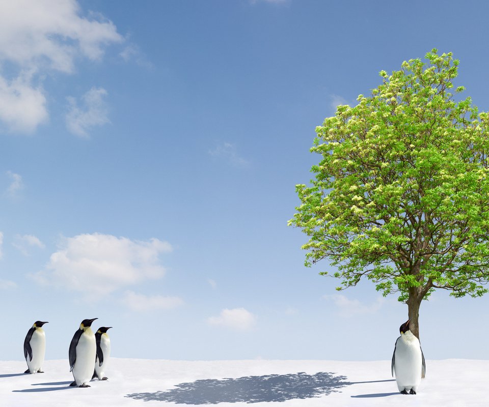 Обои деревья, снег, дерево, фото, животные, лёд, пингвины, trees, snow, tree, photo, animals, ice, penguins разрешение 2560x1600 Загрузить